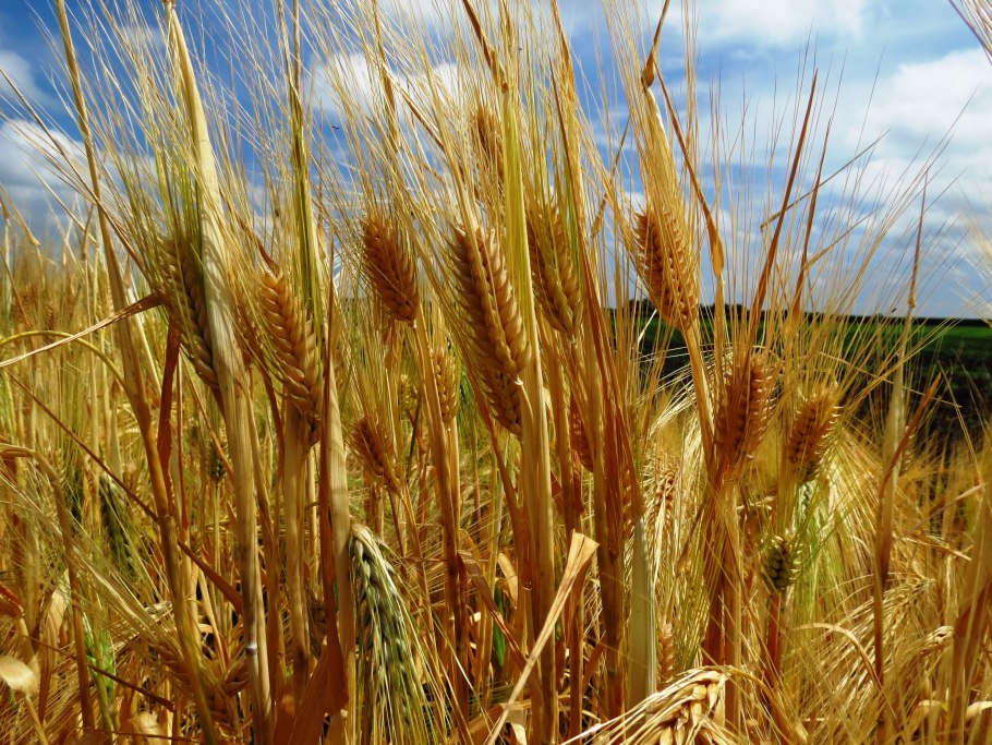 Растениеводство. Яровая пшеница овёс. Ячмень.