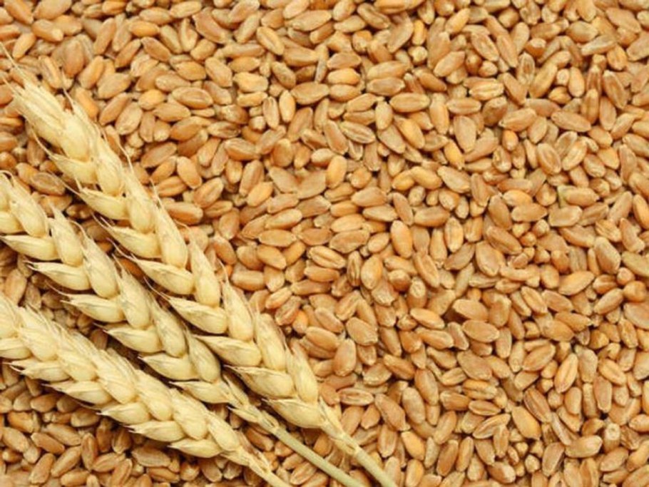 Мягкая озимая Белозерная пшеница