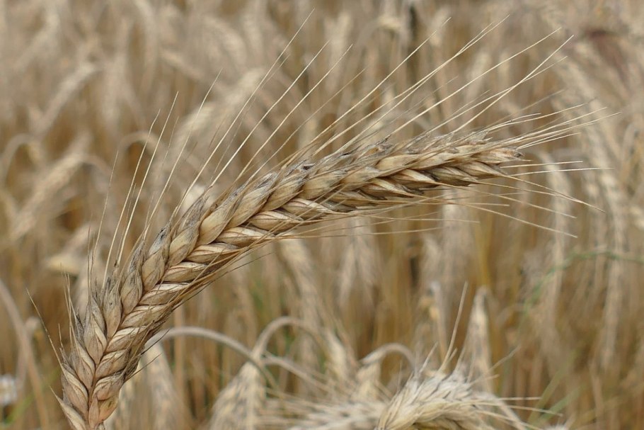 Арпа ячмень