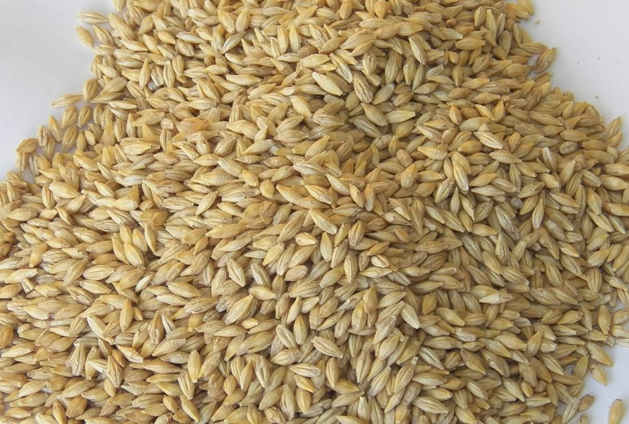 Зернофураж Арпа