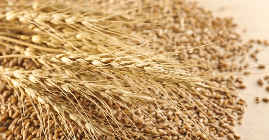 Колос тритикале