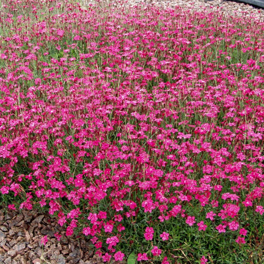 Гвоздика стелющаяся почвопокровная. Гвоздика травянка (Dianthus deltoides). Гвоздика травянка Альпийская. Гвоздика травянка многолетняя.