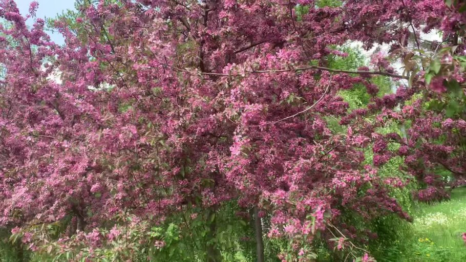 Яблоня "ред Обелиск" (Malus 'Red Obelisk')