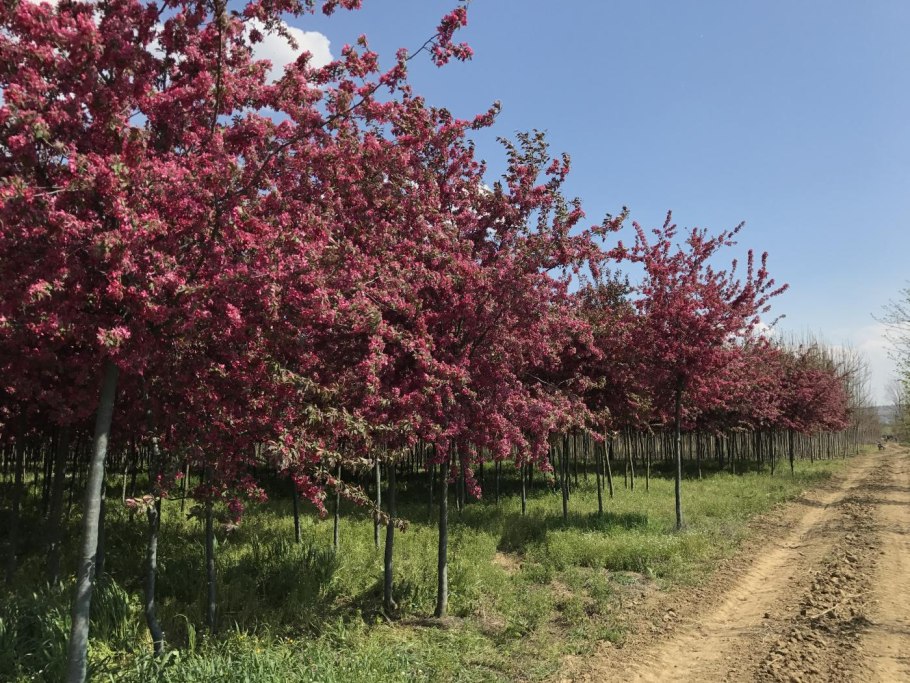 Яблоня Недзвецкого