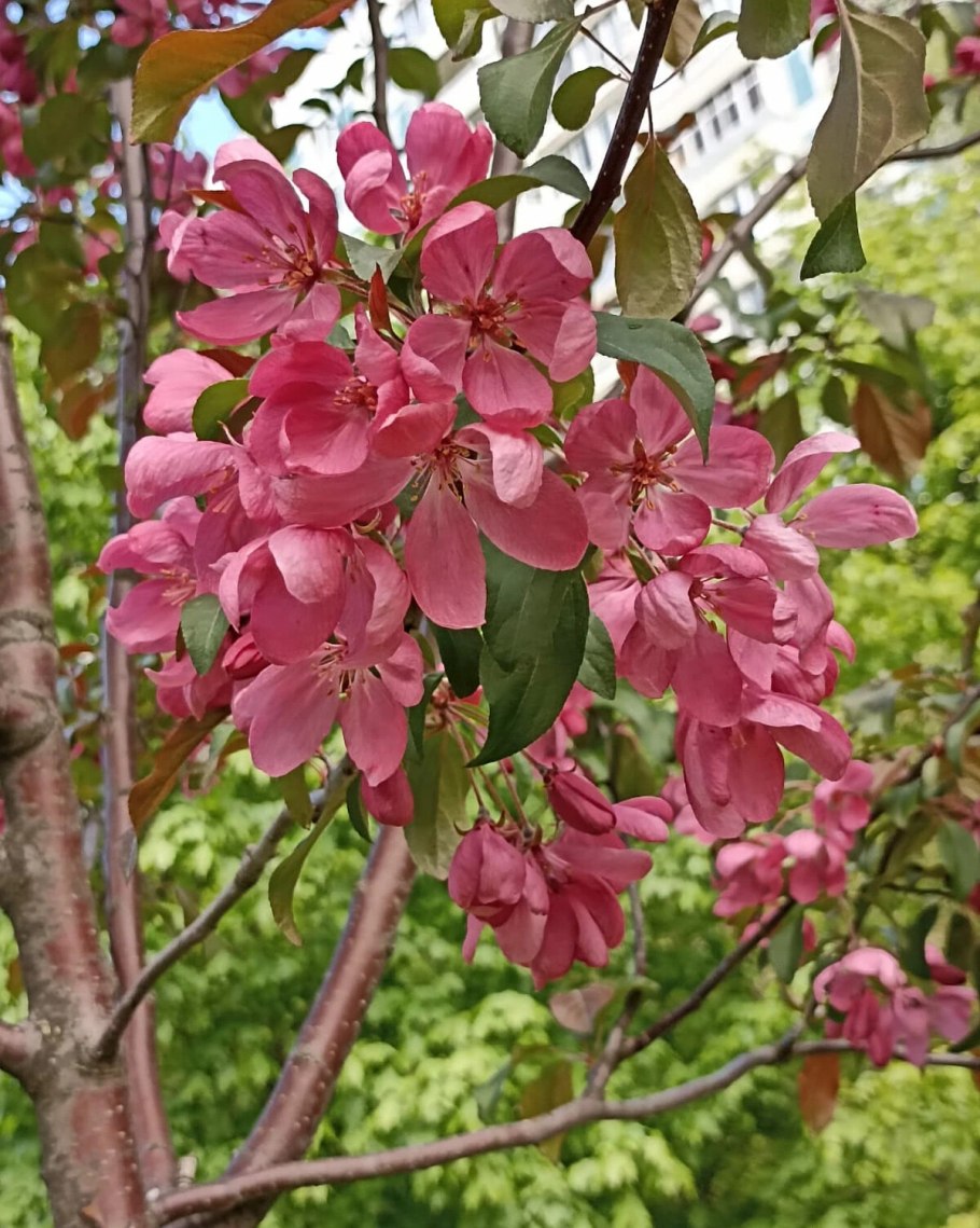 Яблоня Ола - Malus Ola