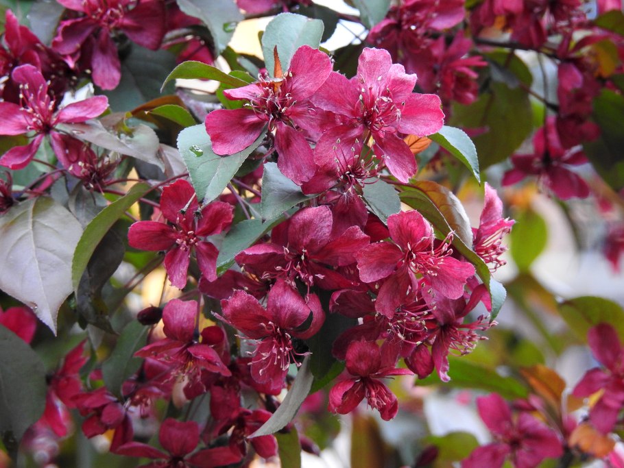 Яблоня Malus Brandywine