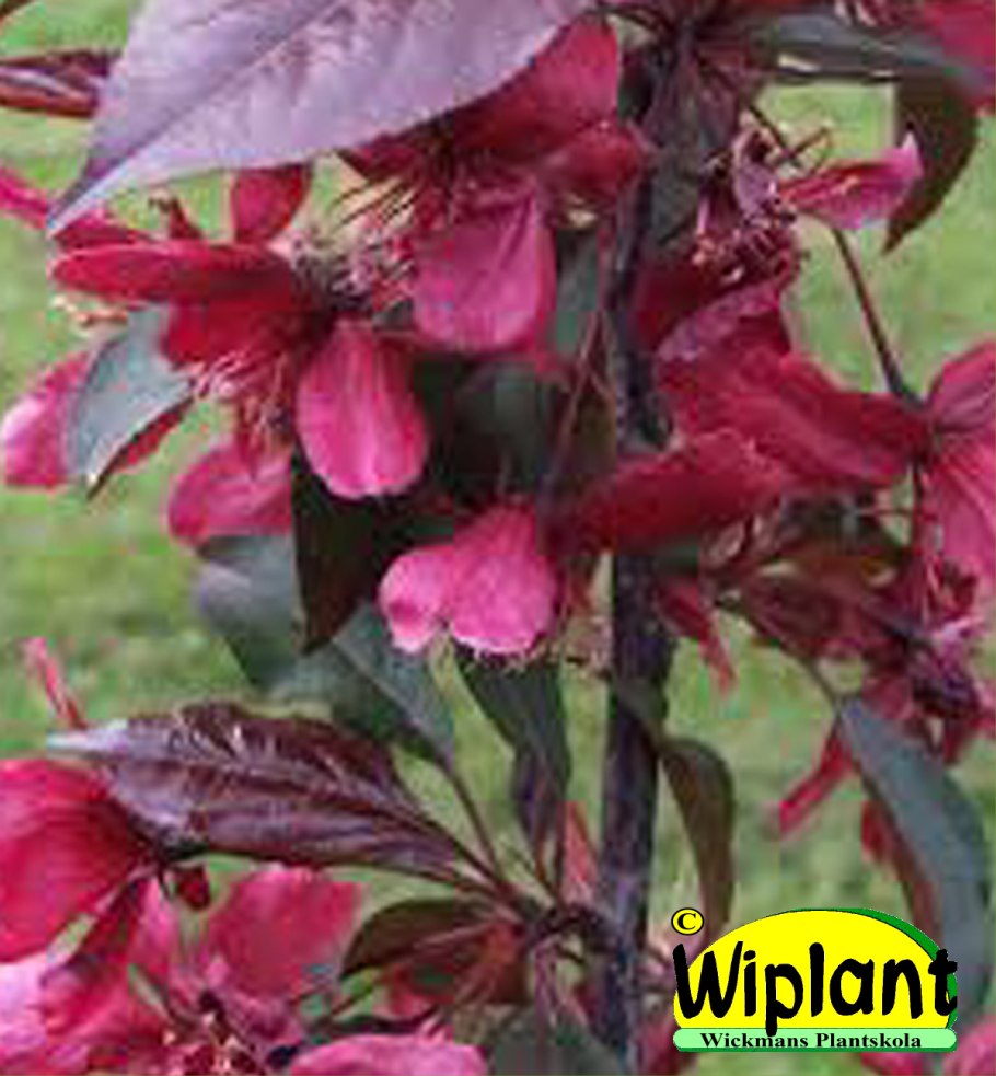 Яблоня краснолистная Кармэн