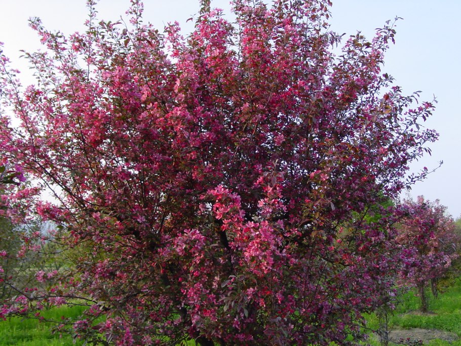 Яблоня ред Сплендор