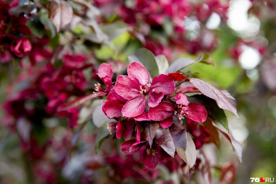 Яблоня декоративная Pomzai