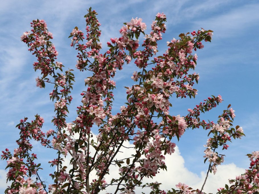 Яблоня Прайри Файер