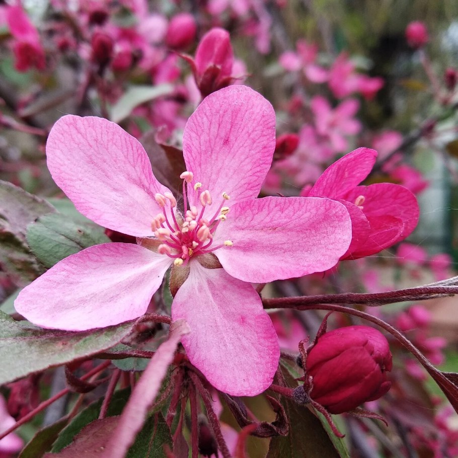 Яблоня Хелена декоративная краснолистная