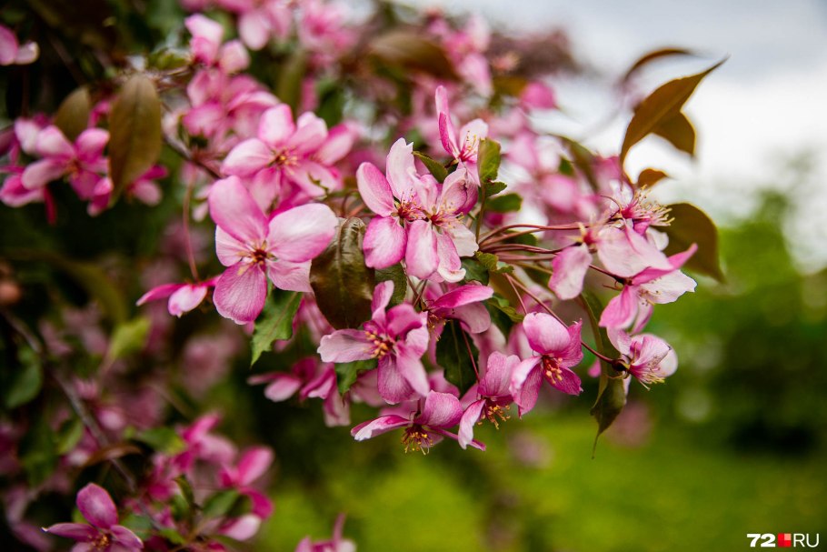 Яблоня краснолистная роялти