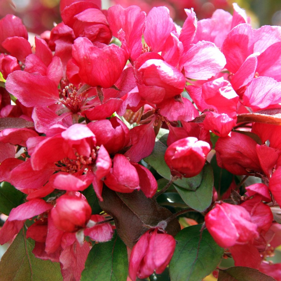 Боярышник Пауль Скарлет