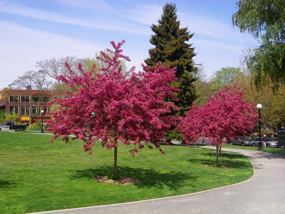 Яблоня Malus Rudolph