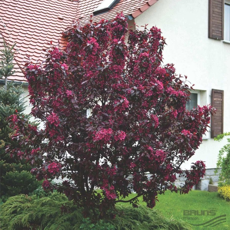 Яблоня декоративная Pomzai