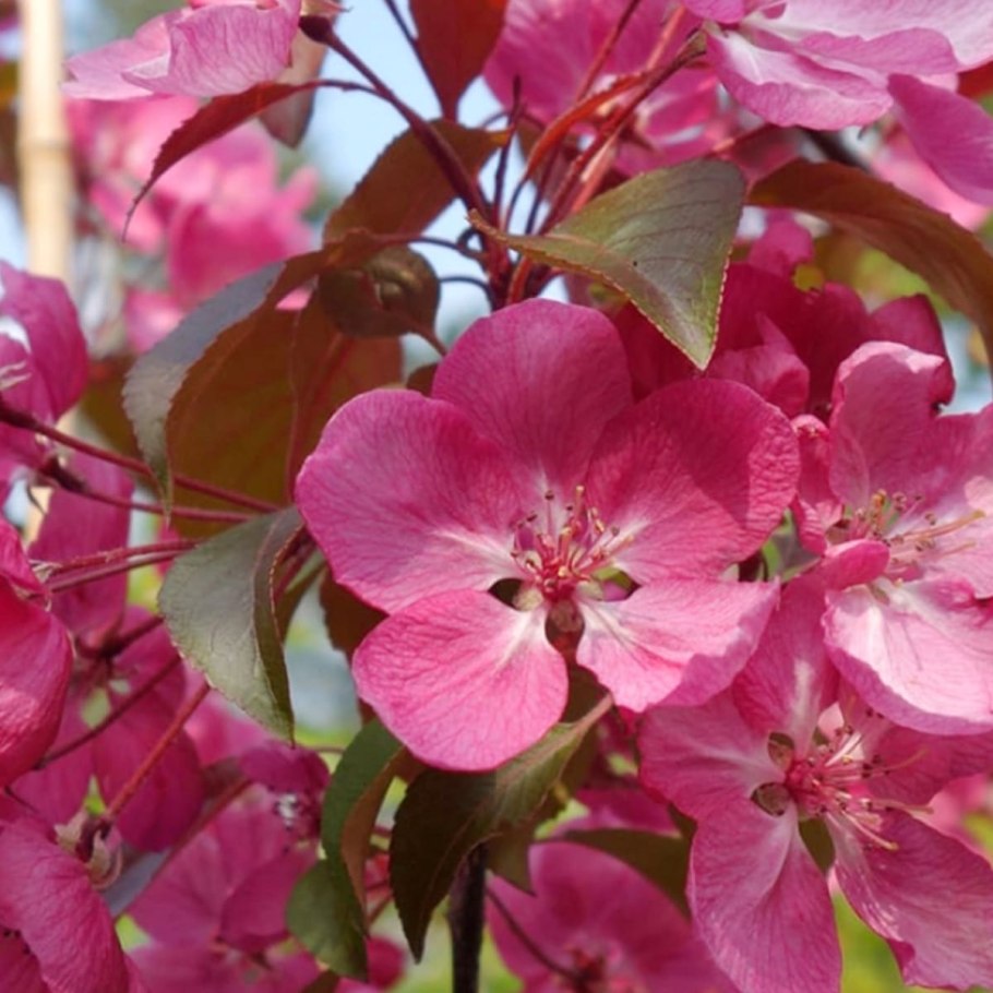 Яблоня Недзвецкого Malus niedzwetzkyana