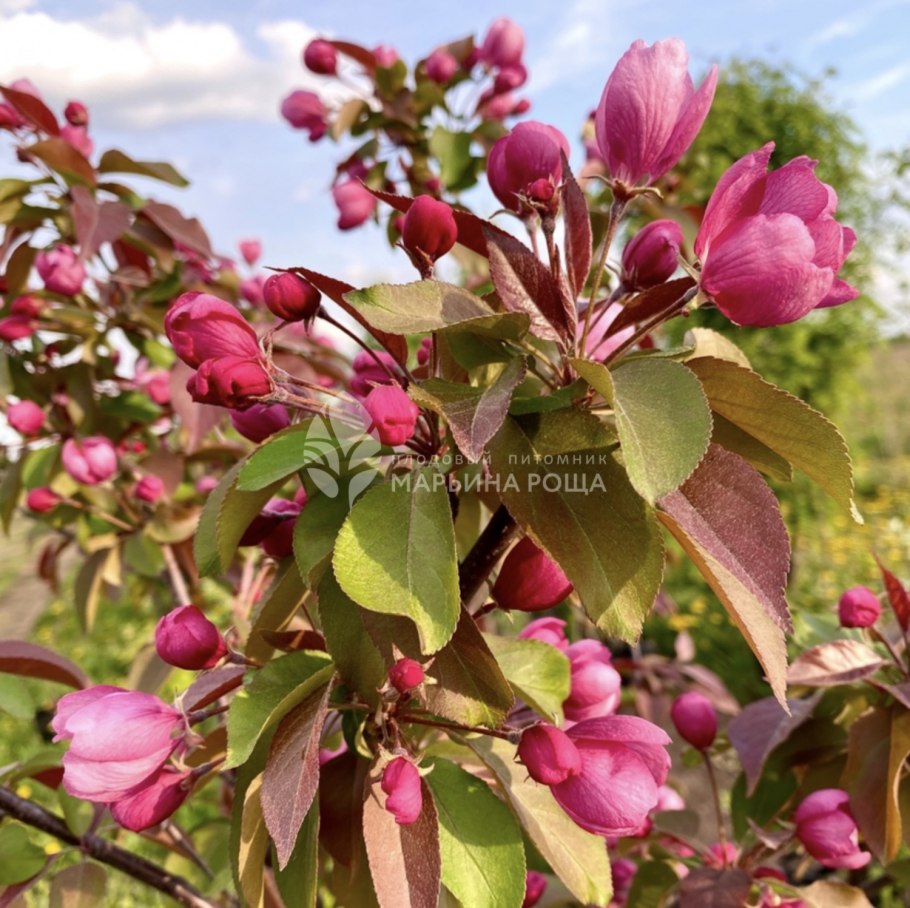 Яблоня Кармен