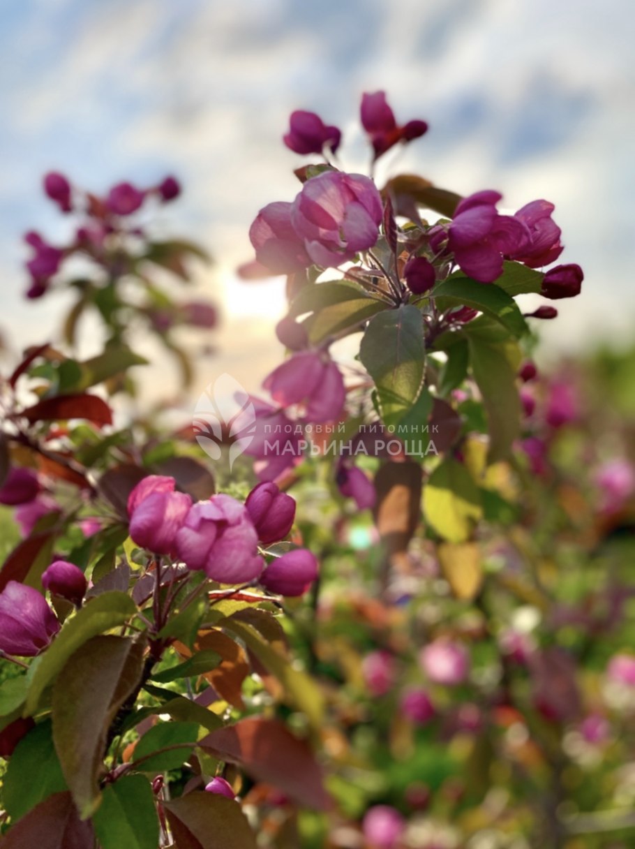 Яблоня Кармэн