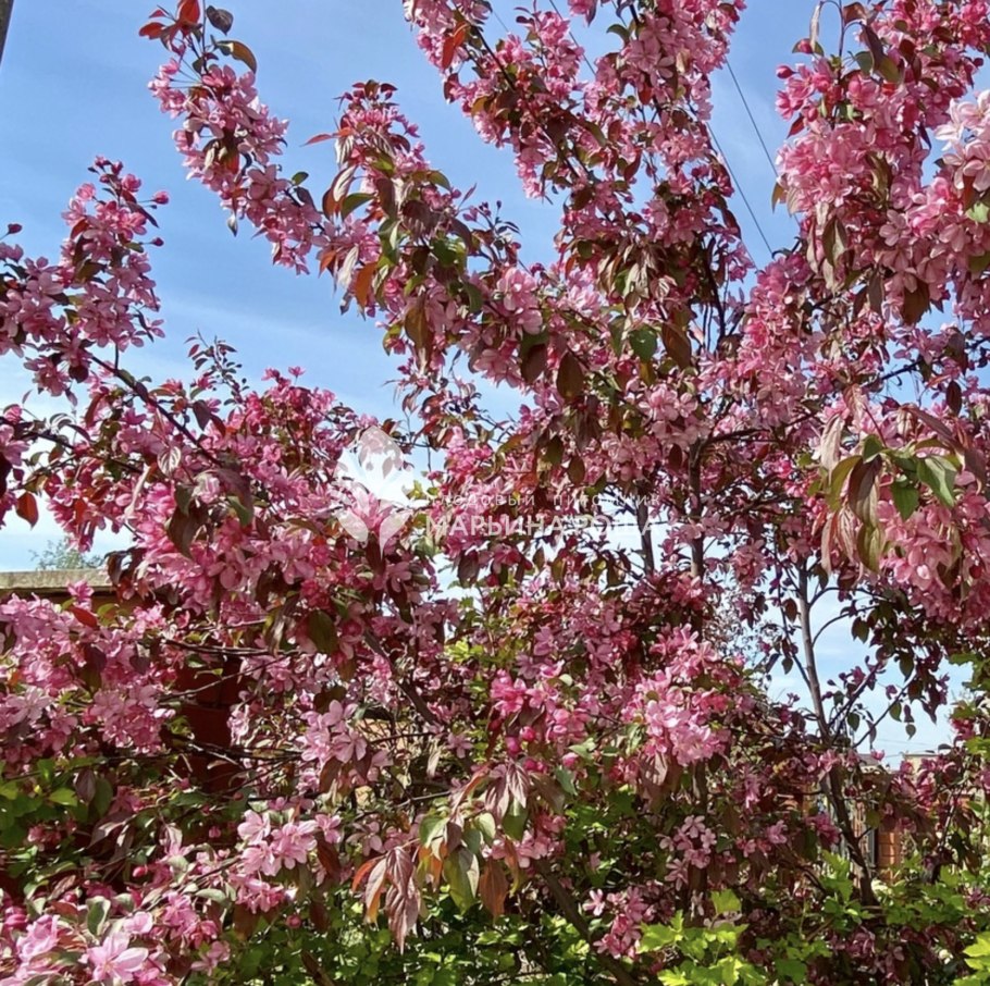 Яблоня декорат. Кармен