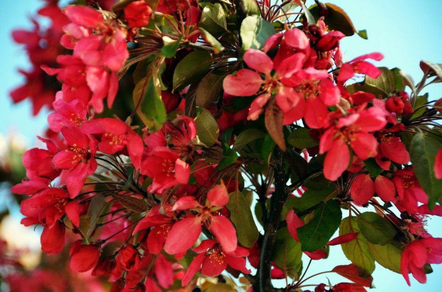 Яблоня краснолистная Хелена