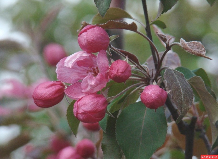 Яблоня декоративная бренди Мэджик (дерево, розовый/красный, 180-200 см/