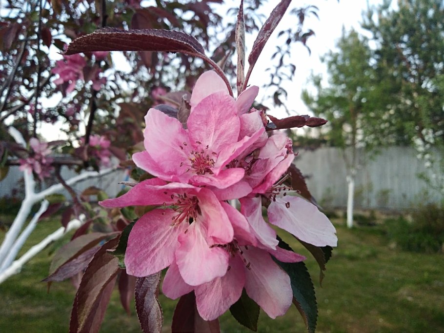 Яблоня роялти