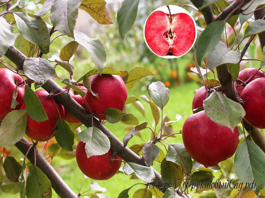 Штамбовая яблоня