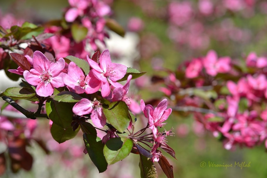 Яблоня краснолистная роялти