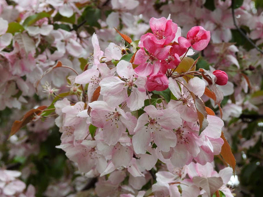 Яблоня краснолистная Роял