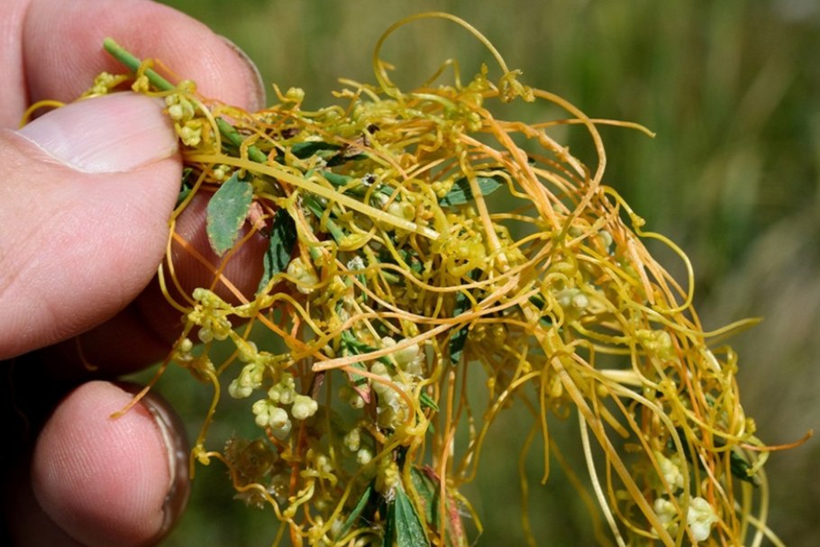 Повилика Полевая