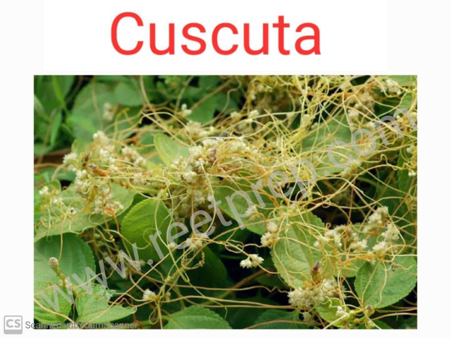 Лиана паразит повилика