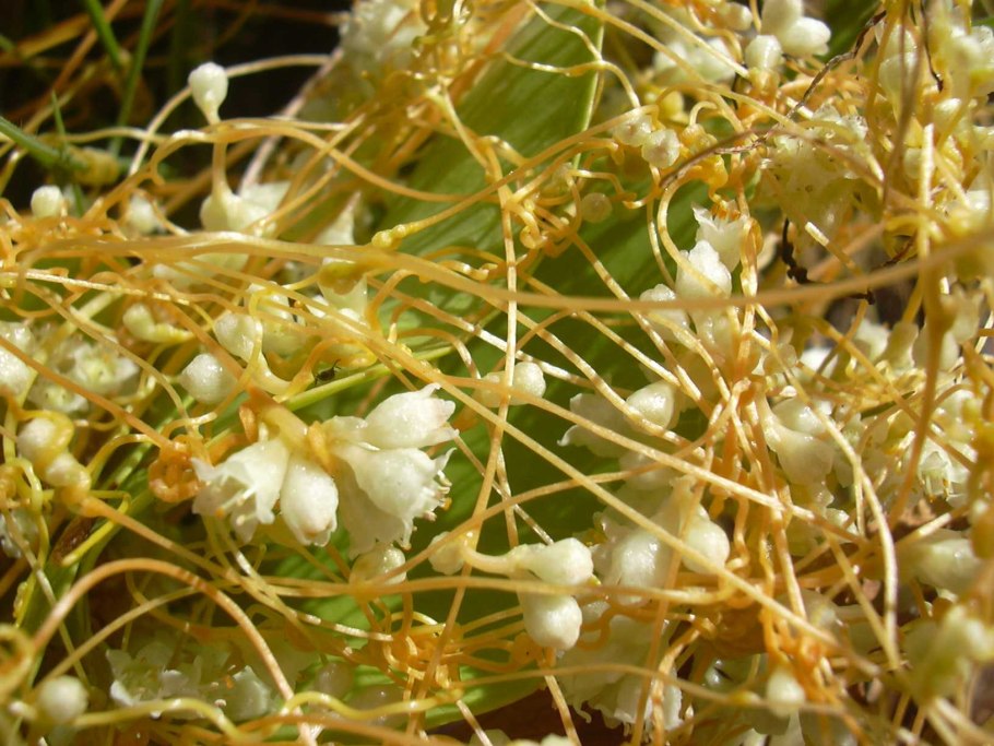 Cuscuta epithymum