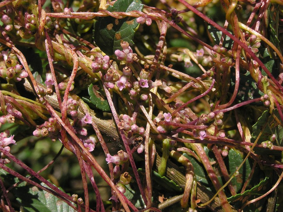 Сорняк паразит повилика