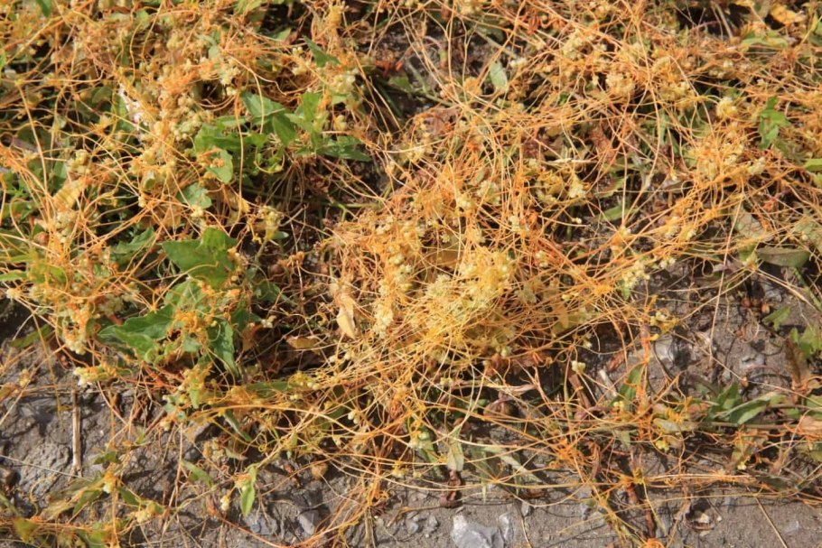 Повилика тимьяновая