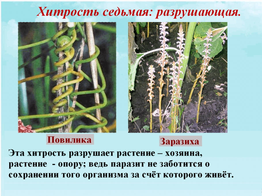 Опасный сорняк повилика