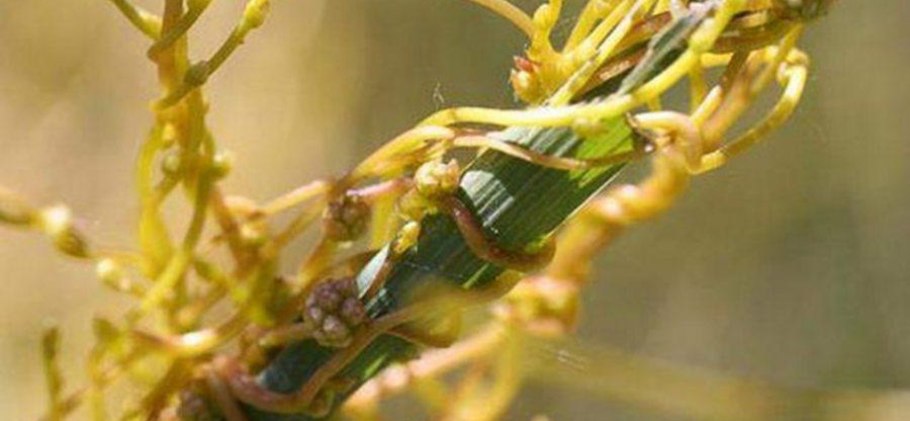 Повилика Клеверная