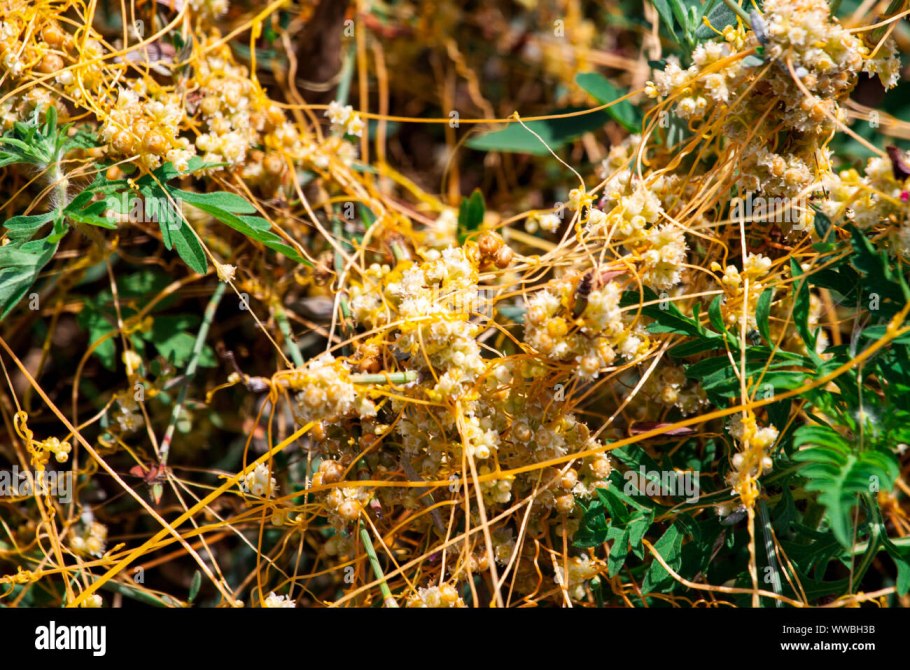 Растения паразиты повилика Петров крест