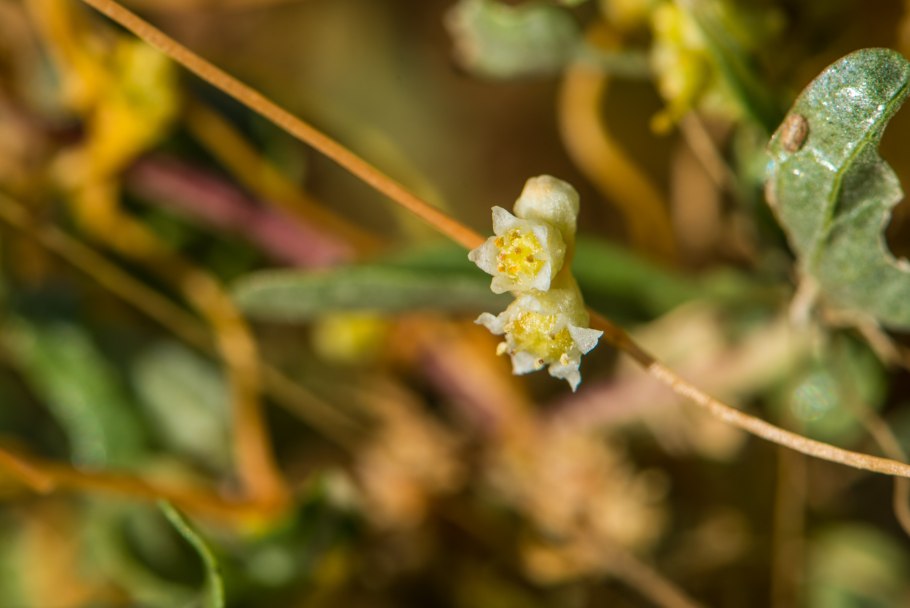 Cuscuta Campestris