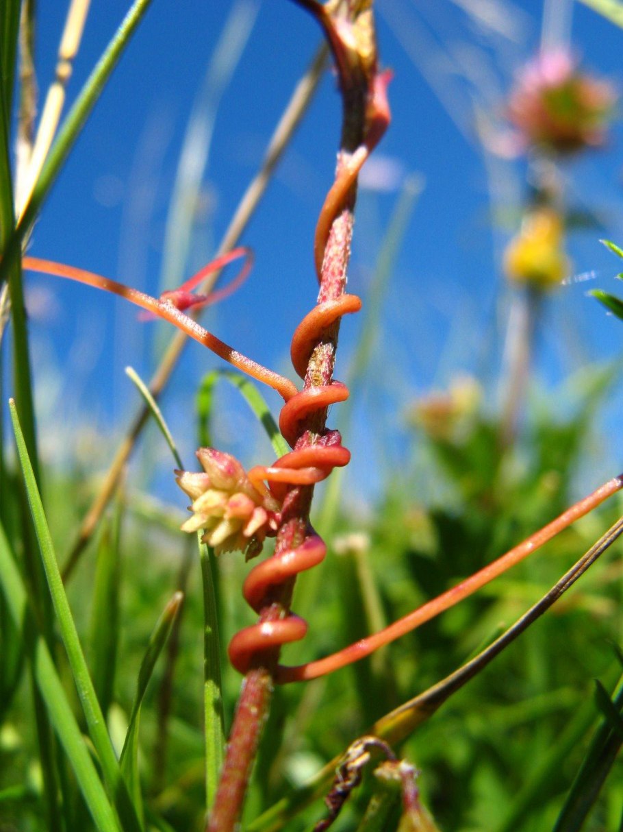 Повилика Клеверная