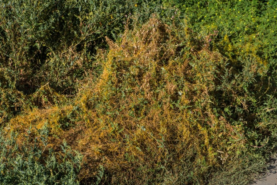 Cuscuta epithymum (Cuscutaceae)