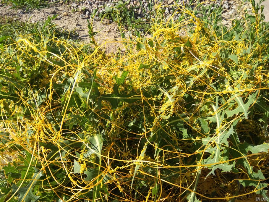 Cuscuta japonica
