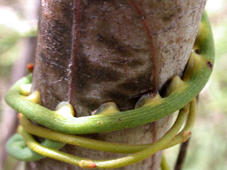 Шёлковая повилика