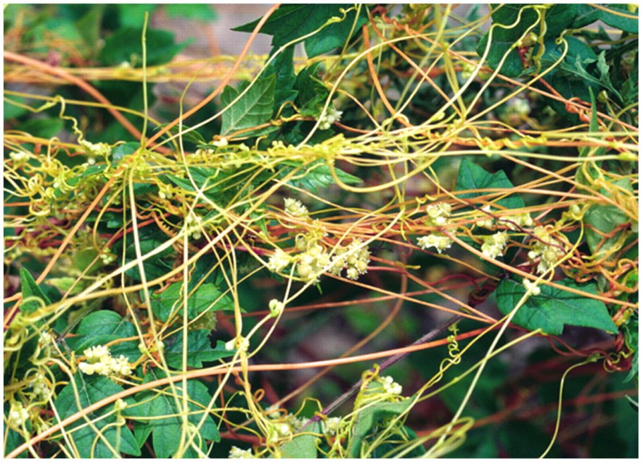 Cuscuta SP