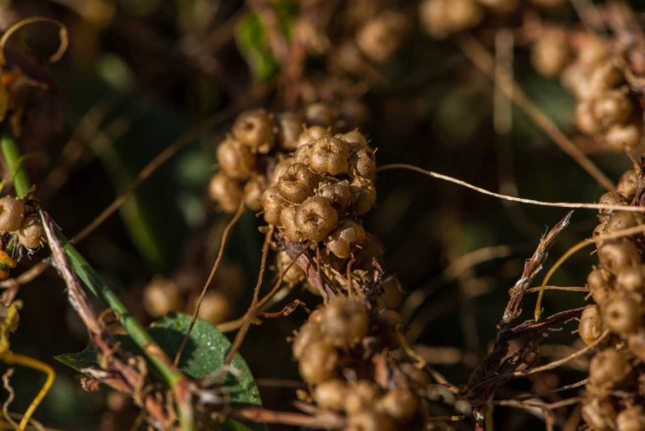 Повилика Клеверная семена
