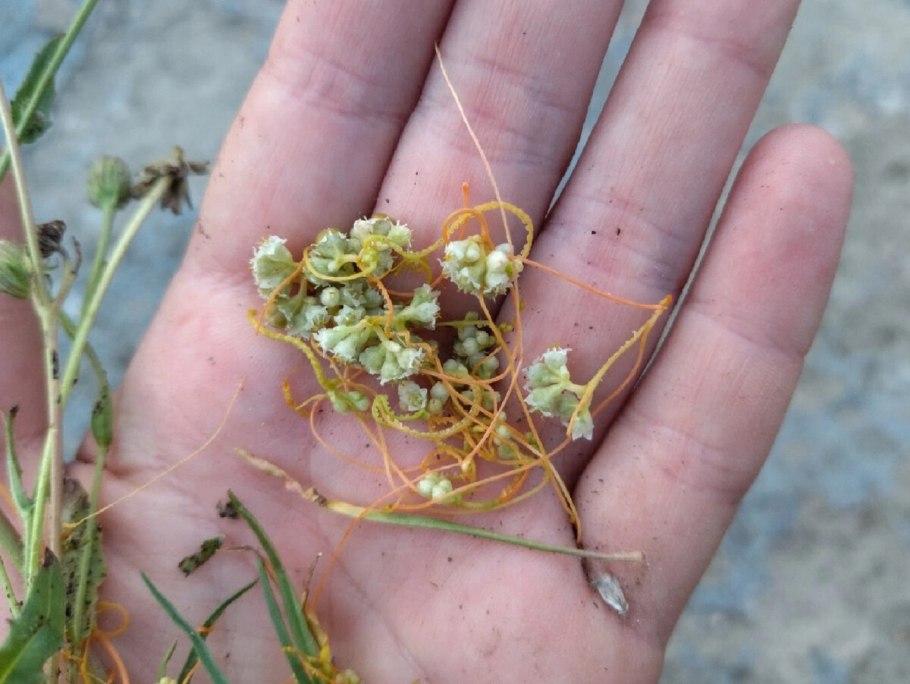 Повилика Полевая сорняк