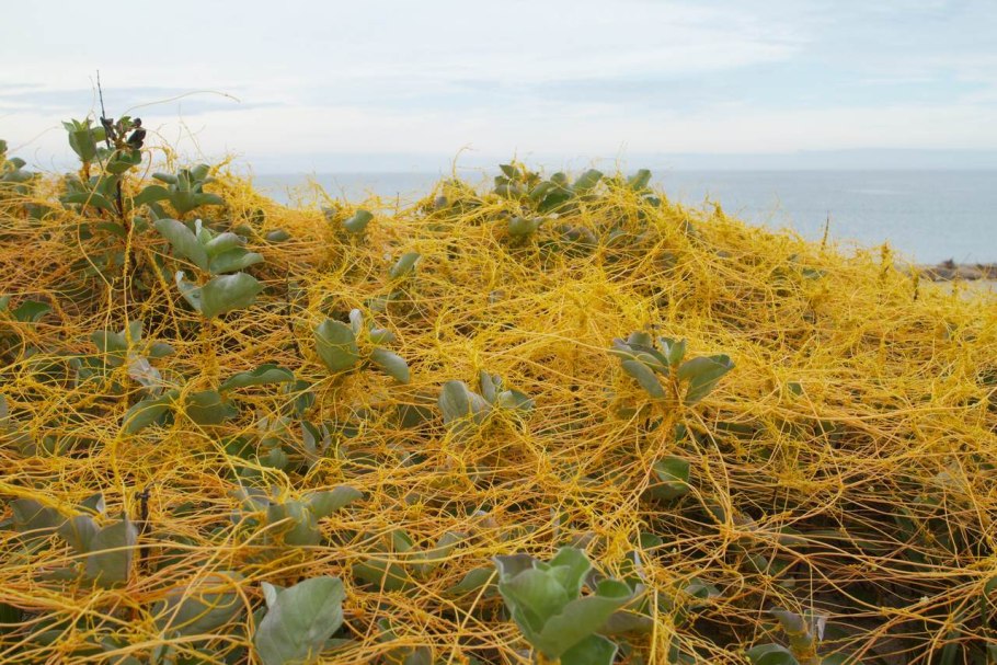 Вьюнок повилика