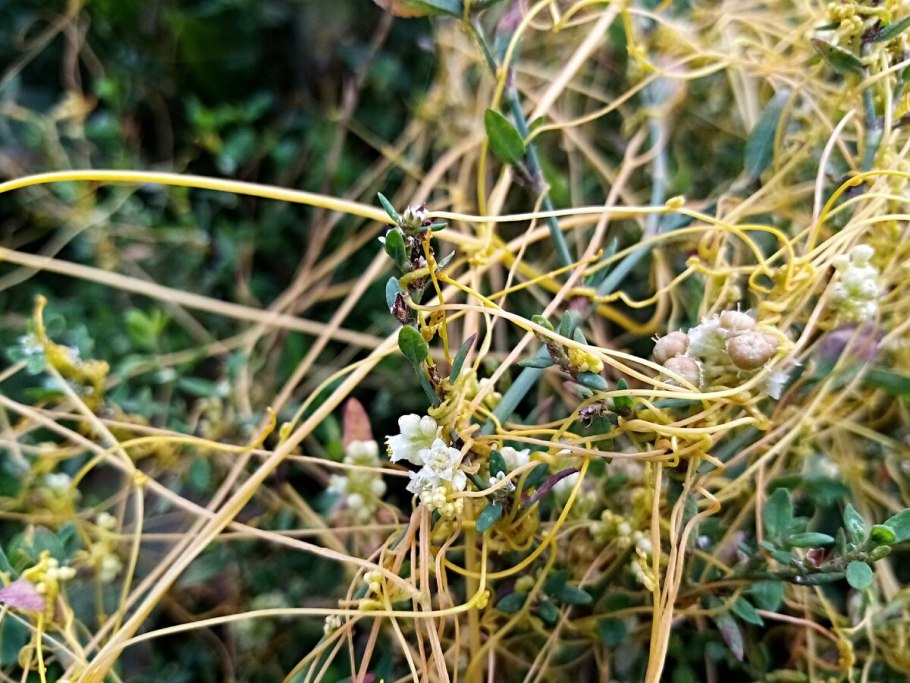 Повилика хмелевидная