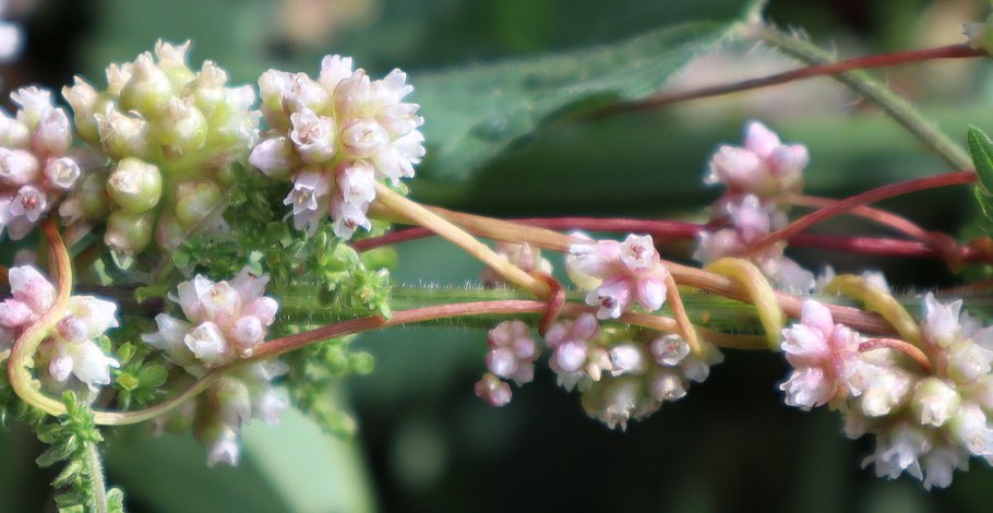 Вьюнок повилика