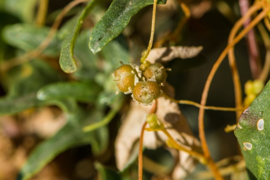 Лиана паразит повилика