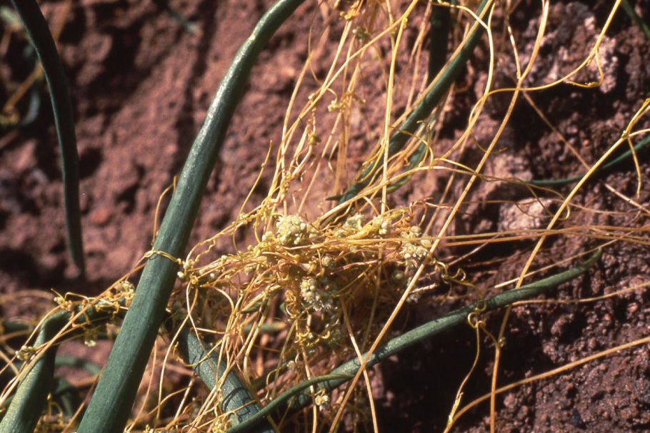 Повилика размножается